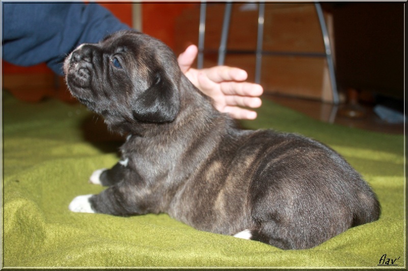 lou gardian di prouvenço - Cane Corso - Portée née le 15/12/2010