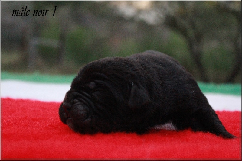 lou gardian di prouvenço - Cane Corso - Portée née le 13/12/2011