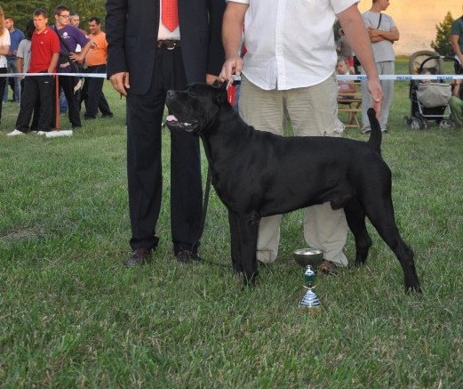 lou gardian di prouvenço - Cane Corso - Portée née le 19/10/2011