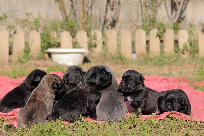 lou gardian di prouvenço - Cane Corso - Portée née le 27/10/2012