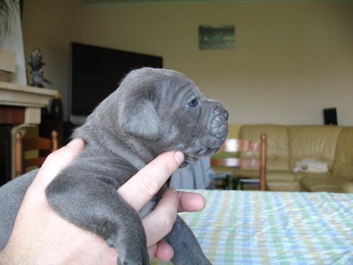 lou gardian di prouvenço - Cane Corso - Portée née le 18/06/2011