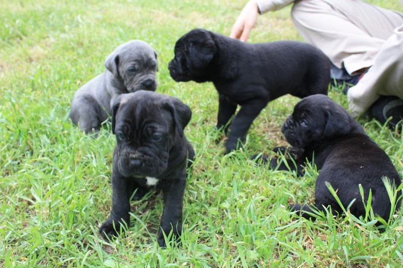 lou gardian di prouvenço - Cane Corso - Portée née le 11/04/2010