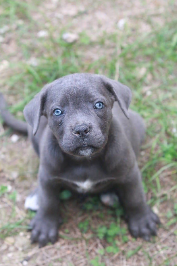 lou gardian di prouvenço - Chiots disponibles - Cane Corso