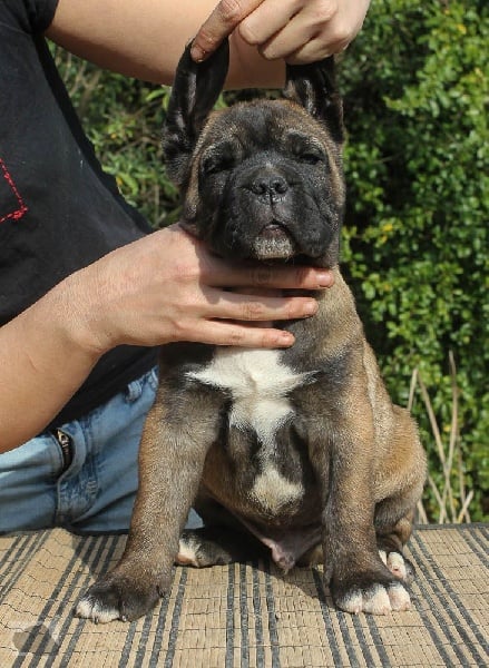 lou gardian di prouvenço - Cane Corso - Portée née le 18/01/2014