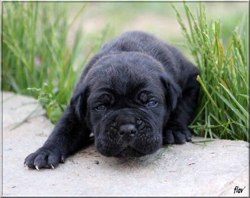 lou gardian di prouvenço - Cane Corso - Portée née le 26/03/2011