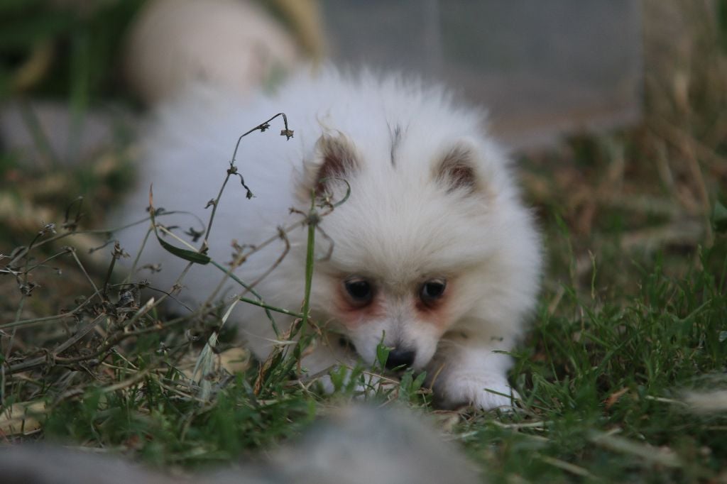 lou gardian di prouvenço - Chiots disponibles - Volpino Italiano