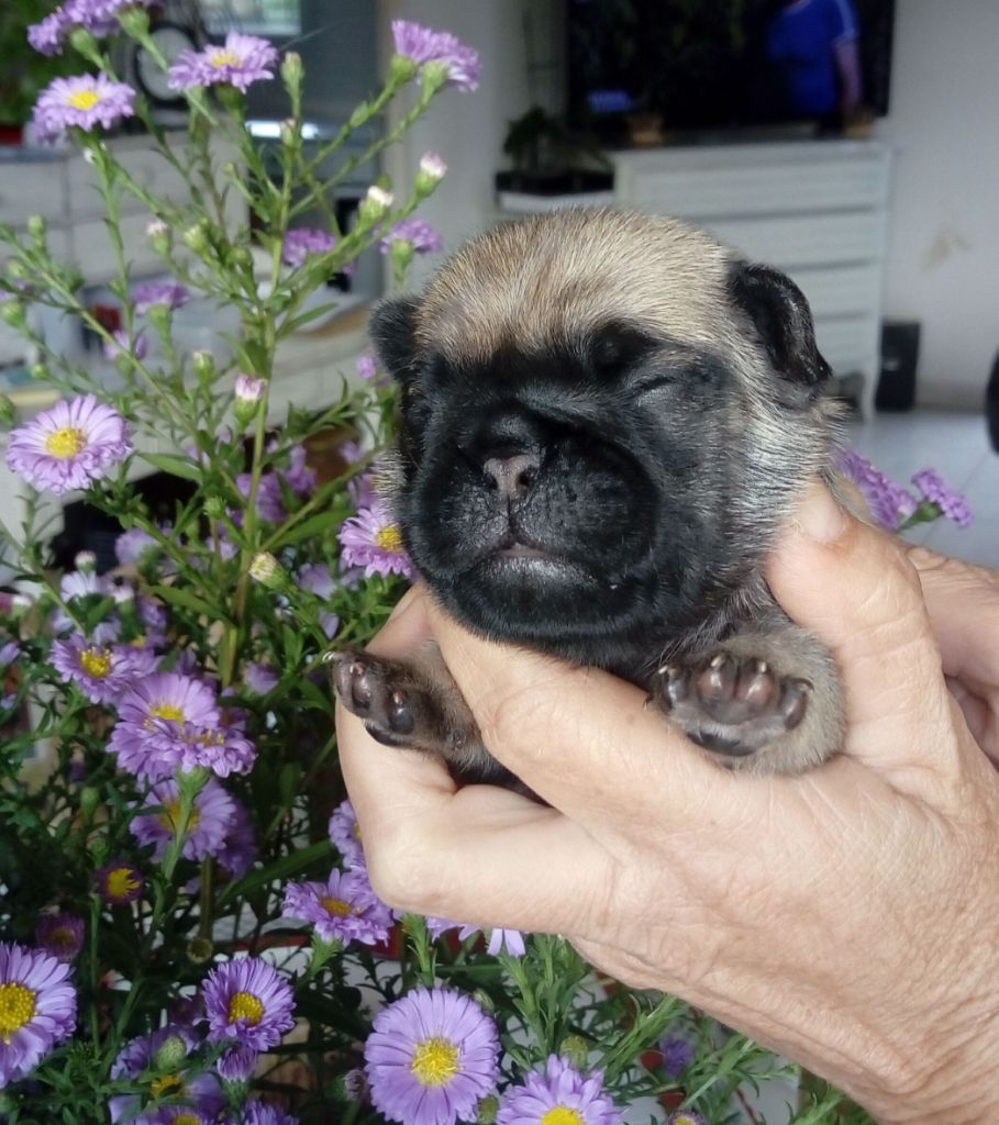 des BB à l'élevage, chiots carlins noirs et sable