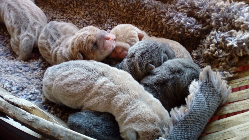 de la Petite Cantate - les BB shar peï de Laïka sont arrivés