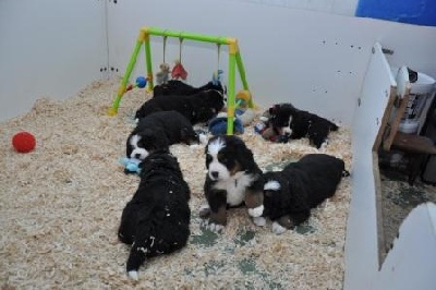 de Notre Dame des Neiges - Les bébés dans leur parc.....