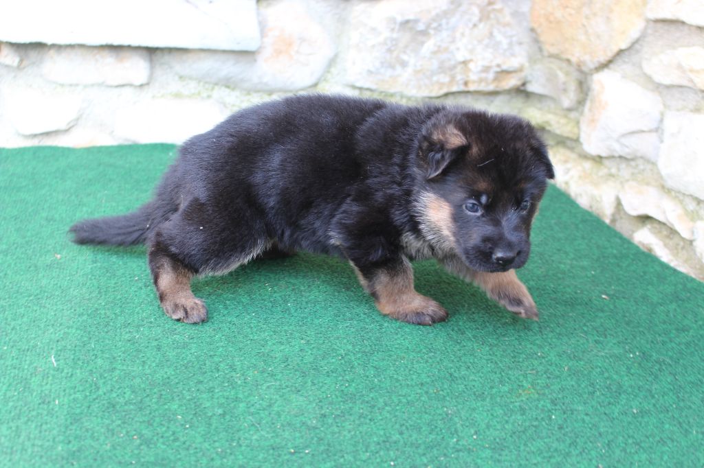 du Barry Dautan - Chiots disponibles - Berger Allemand