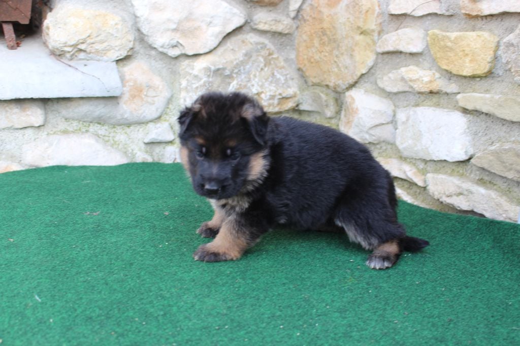 du Barry Dautan - Chiots disponibles - Berger Allemand