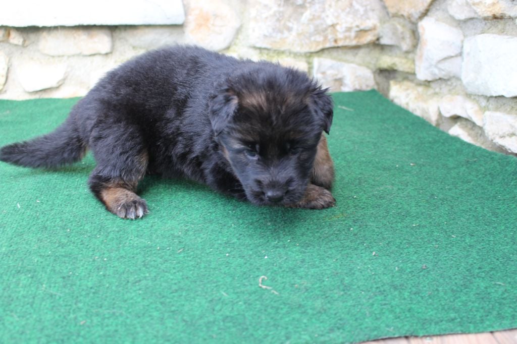 du Barry Dautan - Chiots disponibles - Berger Allemand