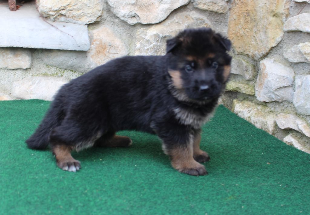 du Barry Dautan - Chiots disponibles - Berger Allemand