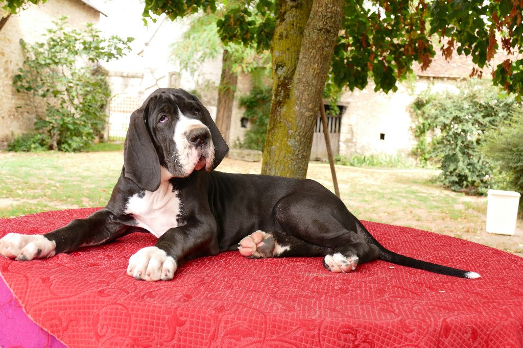 Des petites verniéres - Chiots disponibles - Dogue allemand