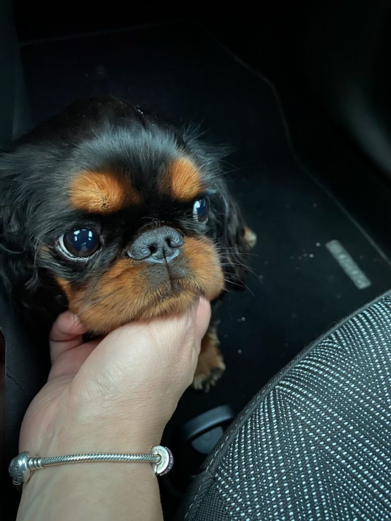 Du destin d'un petit roi - PRADA , et son petit calin !