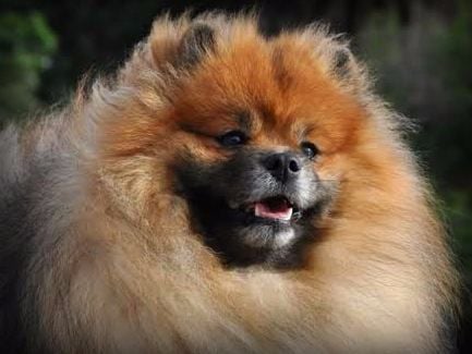 des Pocketpoms - Harry a trouvé LA famille fabuleuse... il a pris l'accent alsacien