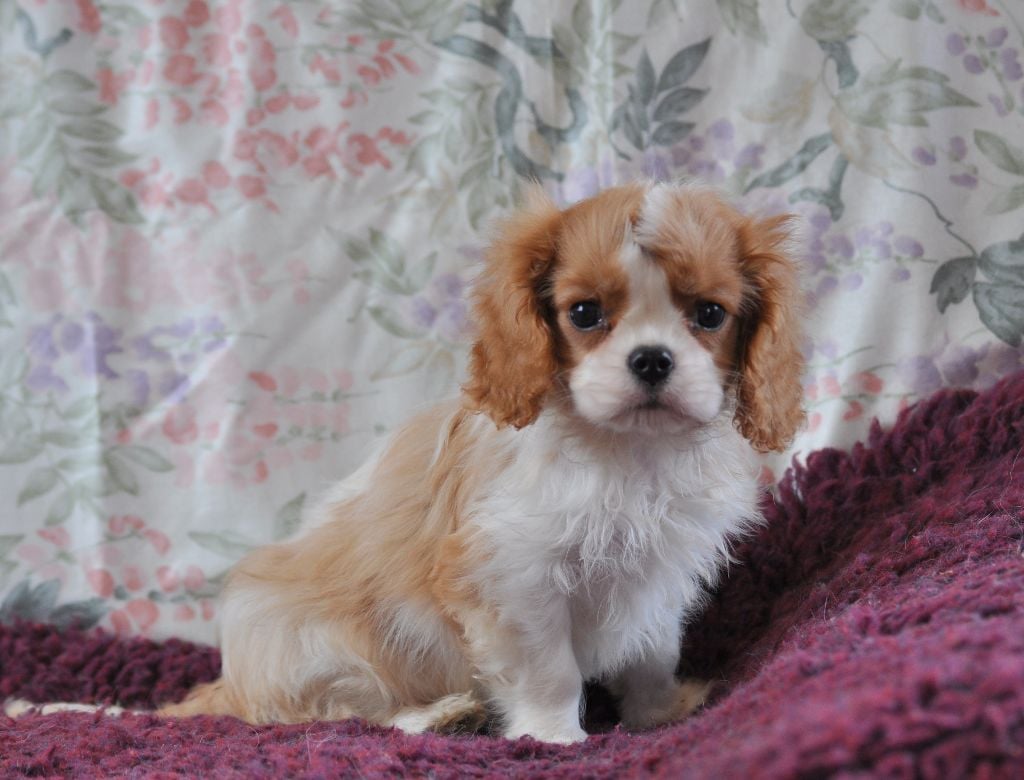 des jardins de montet - Chiots disponibles - Cavalier King Charles Spaniel