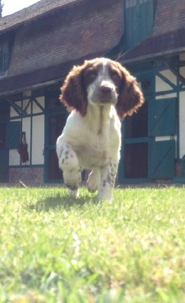 d'Hurtevent - English Springer Spaniel - Portée née le 09/06/2014