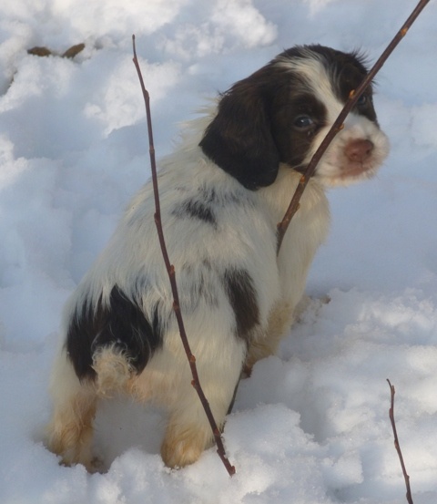 d'Hurtevent - English Springer Spaniel - Portée née le 09/12/2012