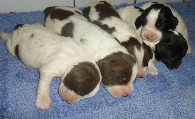 d'Hurtevent - English Springer Spaniel - Portée née le 15/08/2013