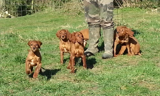 d'Hurtevent - Setter irlandais rouge - Portée née le 18/12/2013