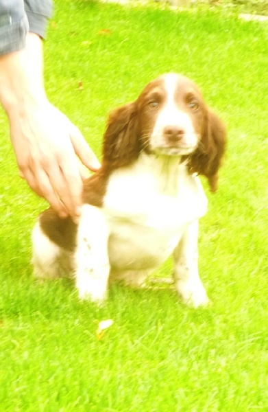 d'Hurtevent - English Springer Spaniel - Portée née le 08/07/2013