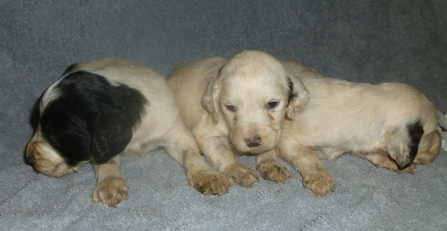 Chiot Setter Anglais d'Hurtevent