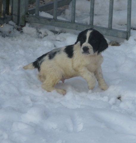 d'Hurtevent - English Springer Spaniel - Portée née le 02/12/2012