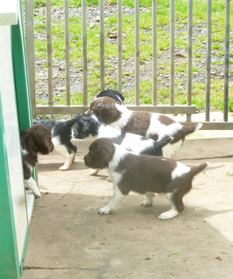 d'Hurtevent - English Springer Spaniel - Portée née le 21/04/2013