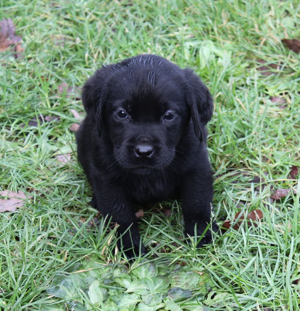 de la Pommeraie - Chiots disponibles - Labrador Retriever