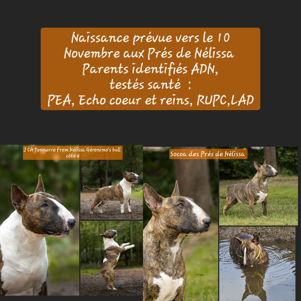 des prés de Nélissa -  Cicogne attendue vers le 10.11 aux Prés de Nélissa 