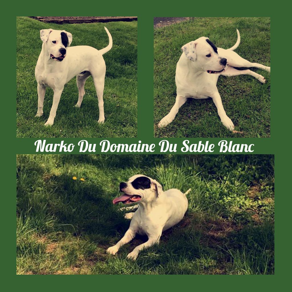 du Domaine du Sable Blanc - Narko Du Domaine Du Sable Blanc 