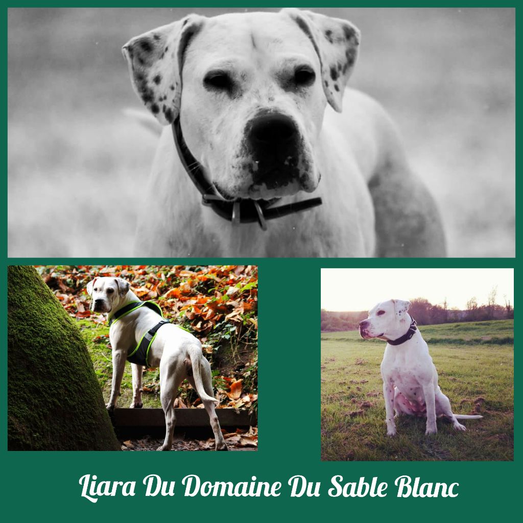 du Domaine du Sable Blanc - Liara Du Domaine Du Sable Blanc