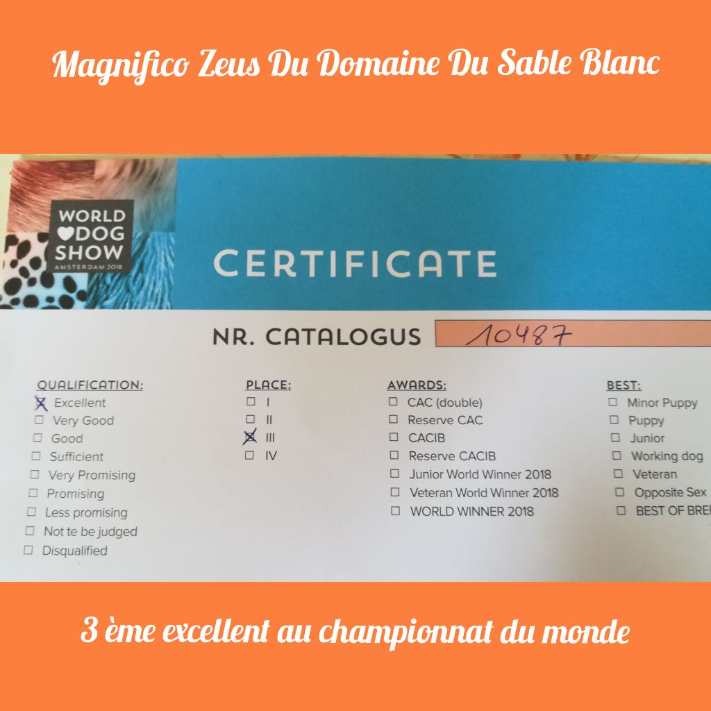 du Domaine du Sable Blanc - Magnifico Zeus 3 ème excellent à la mondiale