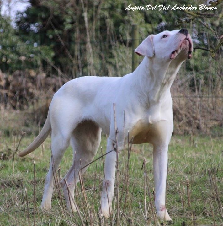 du Domaine du Sable Blanc - Lupita Del Fiel Luchador Blanco - CACS à Amiens