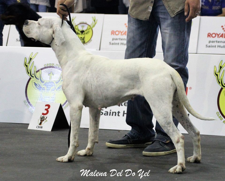 du Domaine du Sable Blanc - RCACS et RCACIB - 2ème Excellente : Malena Del Do Yel