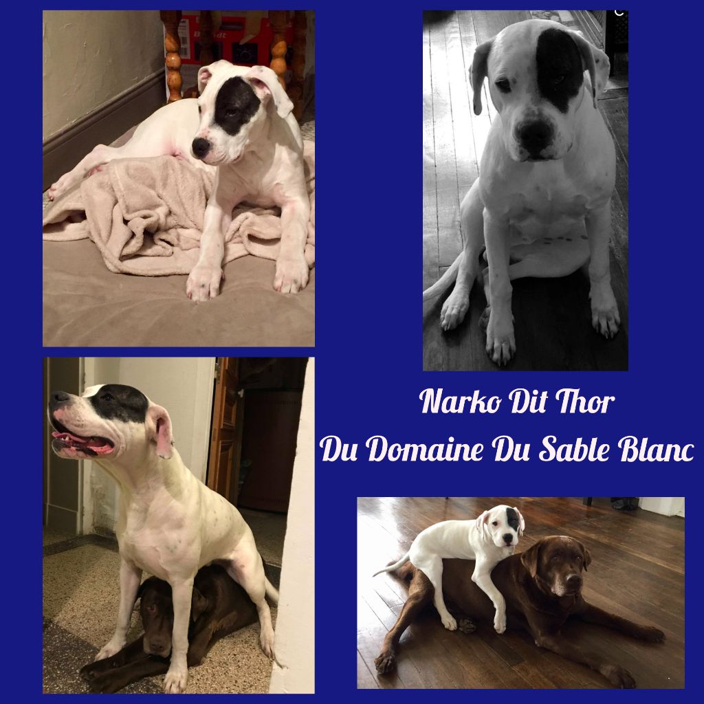 du Domaine du Sable Blanc - Narko Dit Thor Du Domaine Du Sable Blanc