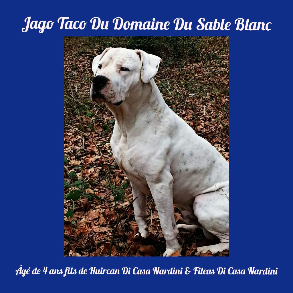 du Domaine du Sable Blanc - Jago Taco Du Domaine Du Sable Blanc 