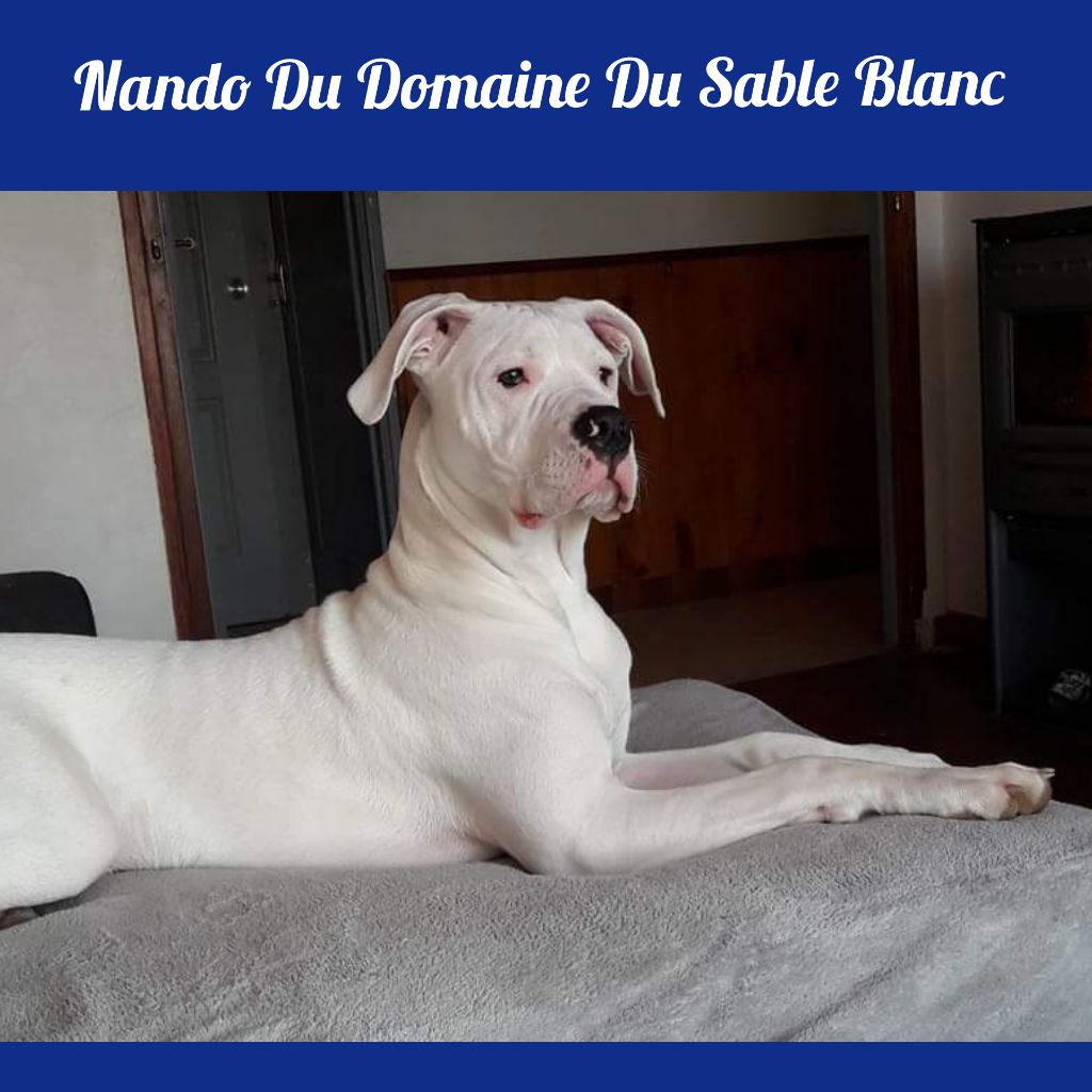 du Domaine du Sable Blanc - Nando Du Domaine Du Sable Blanc