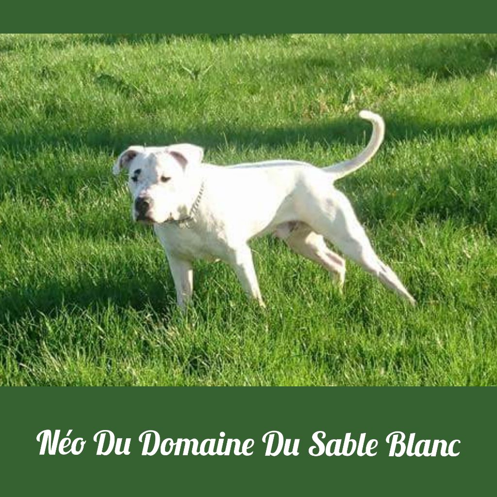 du Domaine du Sable Blanc - Néo Du Domaine Du Sable Blanc