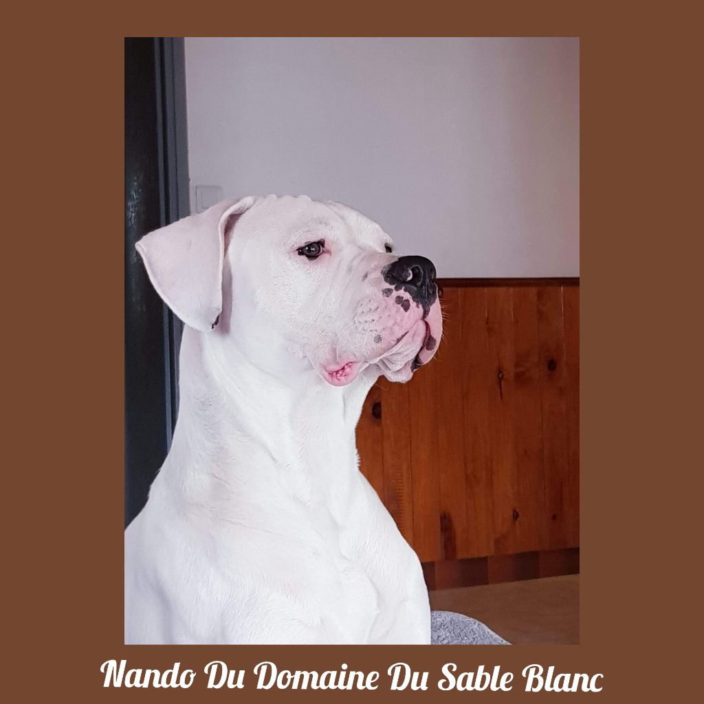 du Domaine du Sable Blanc - Nando Du Domaine Du Sable Blanc