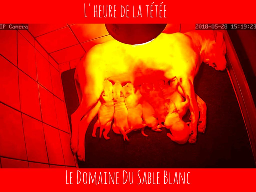 du Domaine du Sable Blanc - L'heure de la tétée !!! Petite vidéo