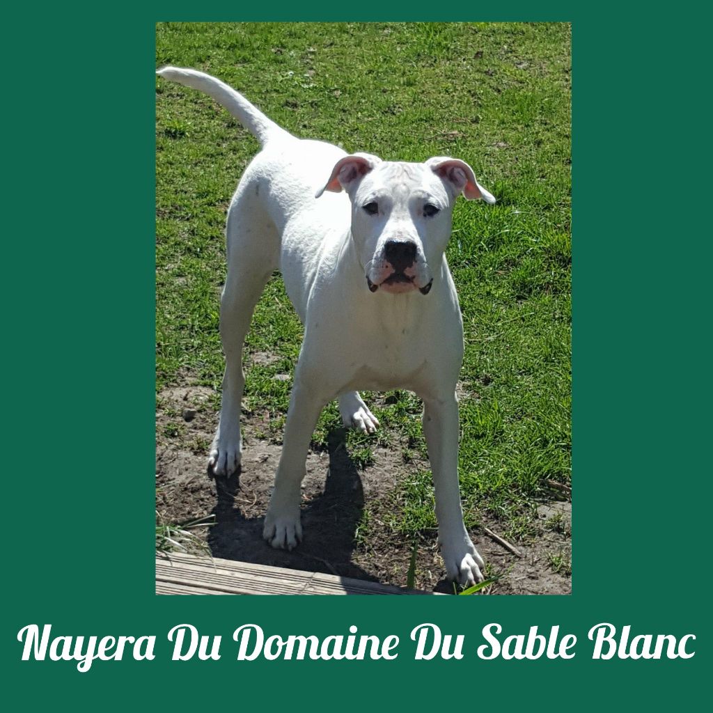 du Domaine du Sable Blanc - Nayera Du Domaine Du Sable Blanc