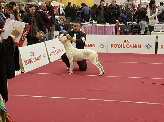 du Domaine du Sable Blanc - Leliantu Du Domaine Du Sable Blanc - CACS-RCACIB à Rome