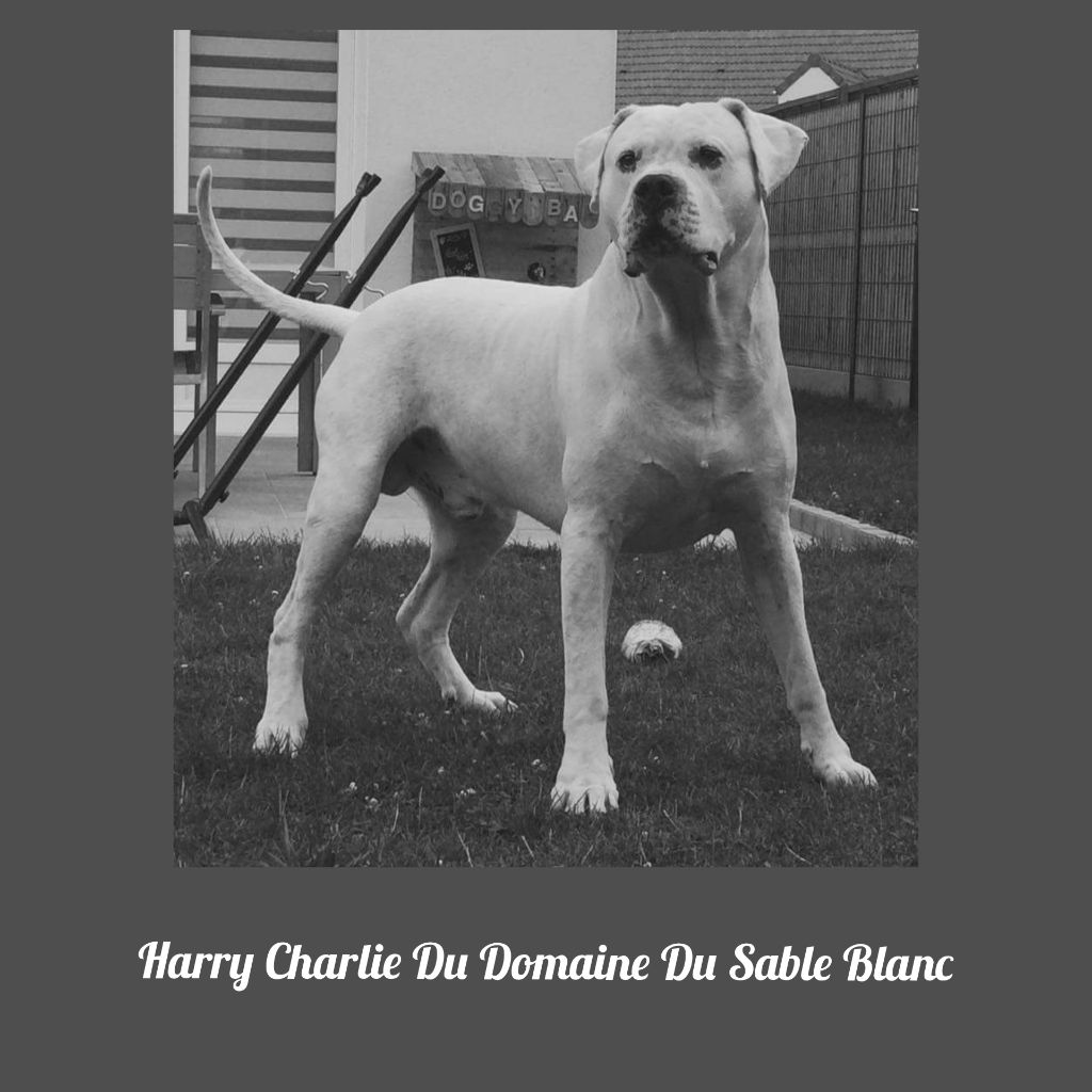 du Domaine du Sable Blanc - Harry Charlie Du Domaine Du Sable Blanc