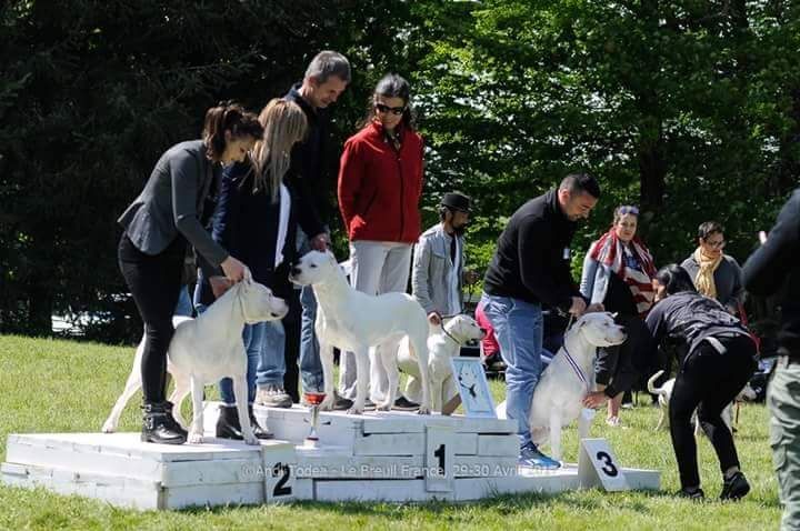 du Domaine du Sable Blanc - Rassemblement international de Dogue Argentin