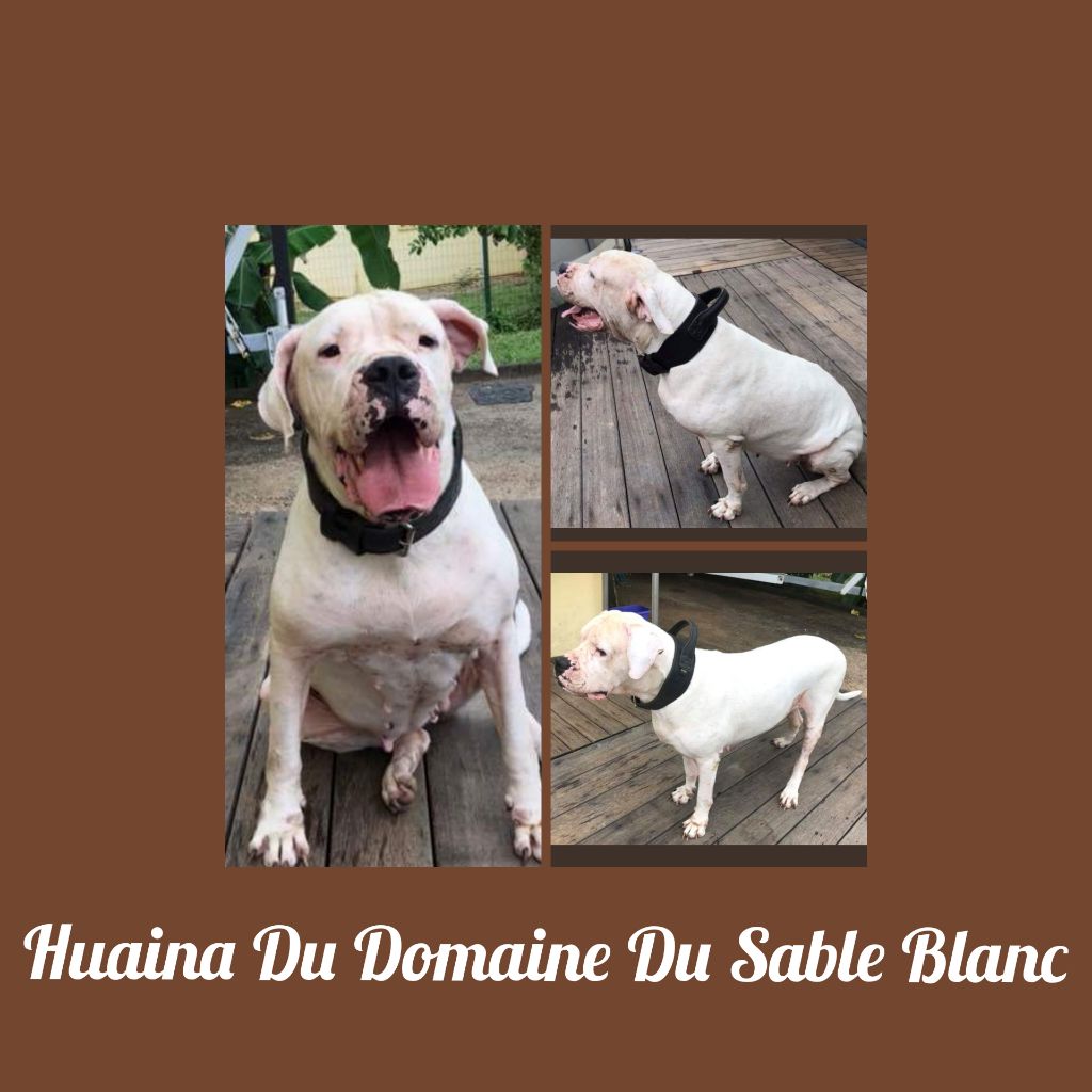 du Domaine du Sable Blanc - Huaina Du Domaine Du Sable Blanc