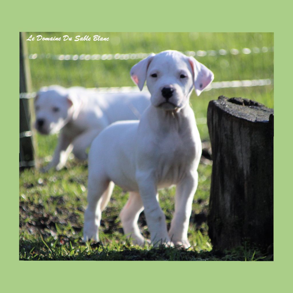 du Domaine du Sable Blanc - Dogo Argentino - Portée née le 21/12/2017