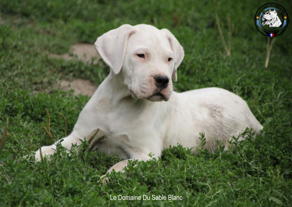 du Domaine du Sable Blanc - Dogo Argentino - Portée née le 30/05/2019