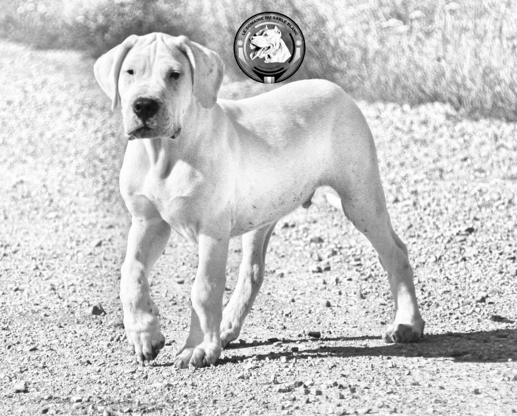 du Domaine du Sable Blanc - Dogo Argentino - Portée née le 28/03/2020